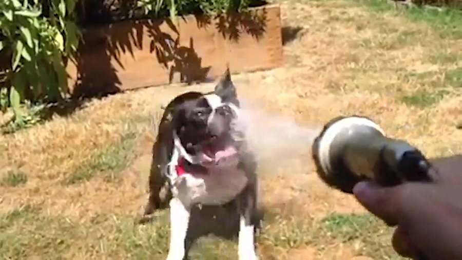 Dog drinking hose water